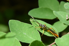 Cratichneumon w-album