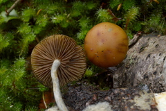 Psilocybe makarorae