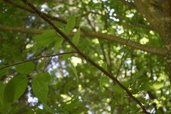 Carpinus cordata