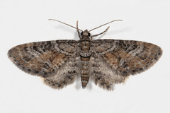 Eupithecia anticaria