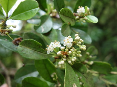 Ilex maximowicziana