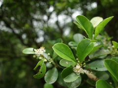 Ilex maximowicziana