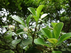 Ilex maximowicziana