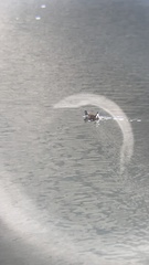 Porphyriops melanops crassirostris