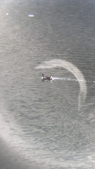 Porphyriops melanops crassirostris