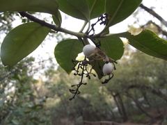 Chiococca pachyphylla