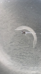 Porphyriops melanops crassirostris