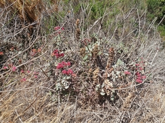 Eriogonum grande rubescens