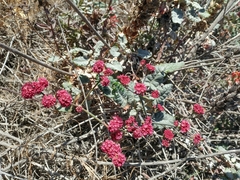 Eriogonum grande rubescens