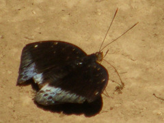 Lexias
