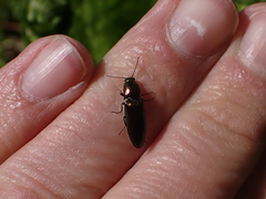 Nitidolimonius resplendens