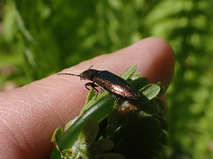 Nitidolimonius resplendens