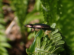 Nitidolimonius resplendens