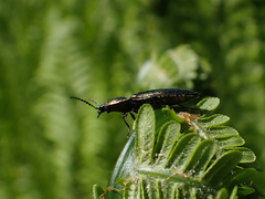 Nitidolimonius resplendens