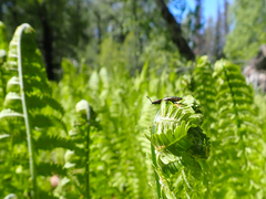 Nitidolimonius resplendens