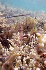 Parvicrepis parvipinnis