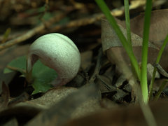 Corybas barbarae