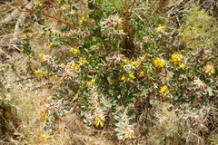 Acmispon dendroideus