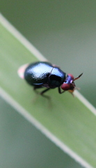 Spaniocelyphus palmi