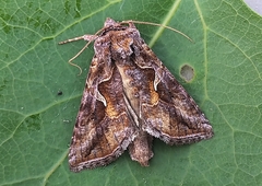 Autographa rubidus