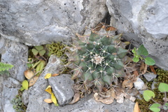 Mammillaria melanocentra melanocentra