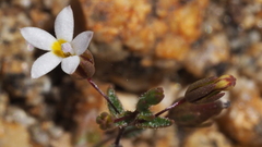 Nemacladus breviflorus