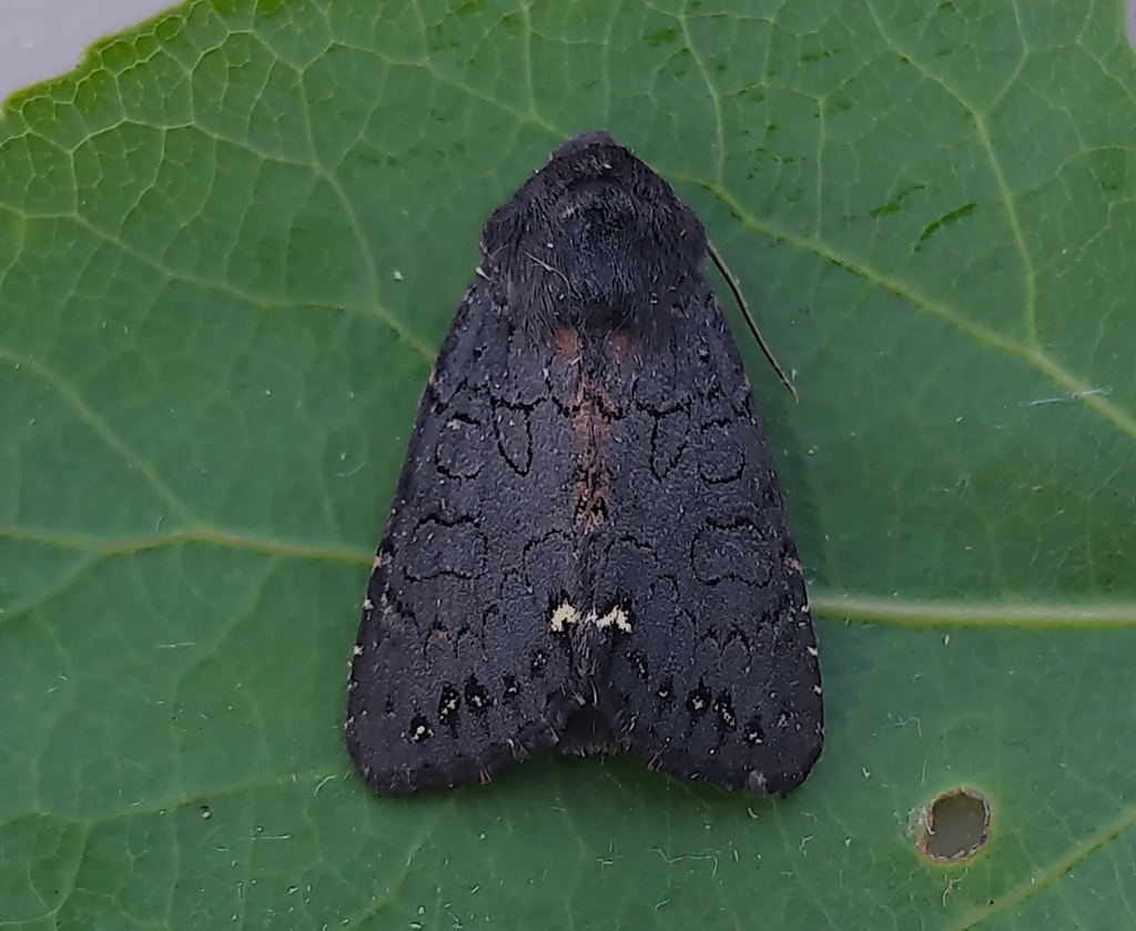 Black Arches