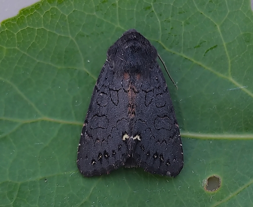 Black Arches
