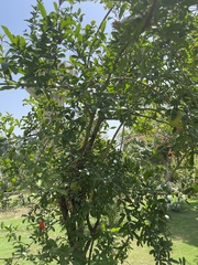 Punica granatum