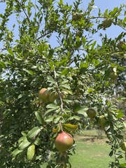 Punica granatum