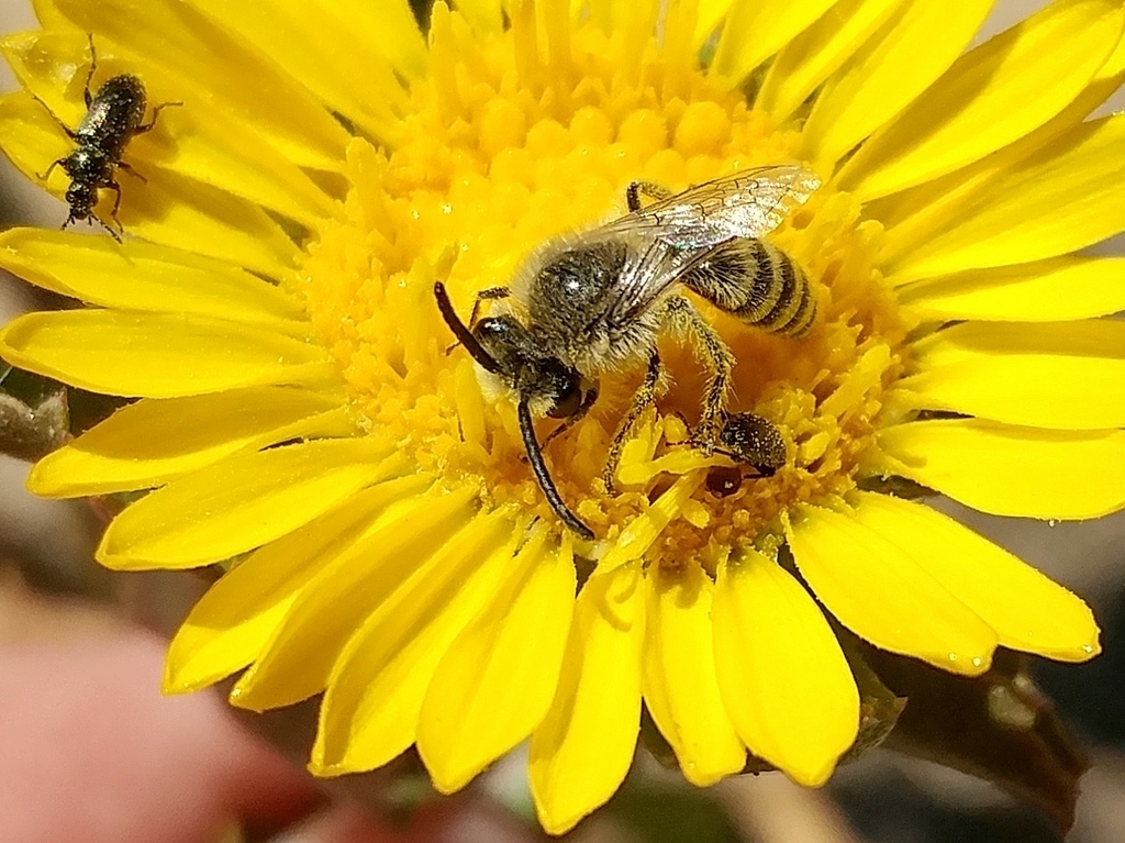 Hyaline Cellophane Bee