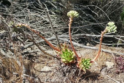 Dudleya greenei