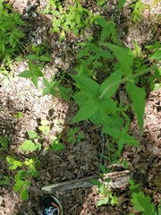 Silene stellata