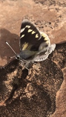 Megathymus streckeri