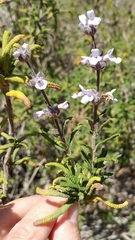Salvia brandegeei