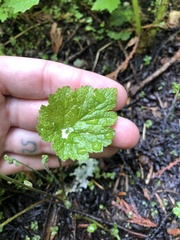 Pectiantia pentandra