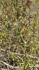 Salvia brandegeei