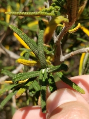 Salvia brandegeei