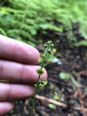 Pectiantia pentandra