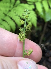 Pectiantia pentandra