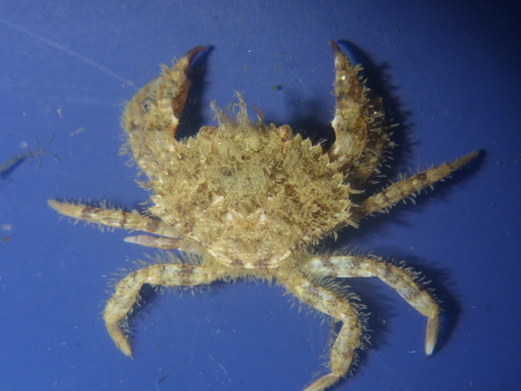hairy rock crab