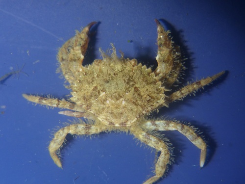 hairy rock crab