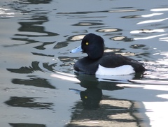 Aythya fuligula