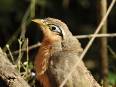 Morococcyx erythropygus