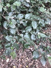 Azara dentata