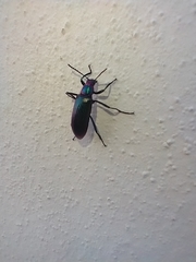 Strongylium auratum