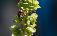 Ropalidia
