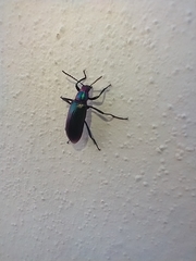 Strongylium auratum