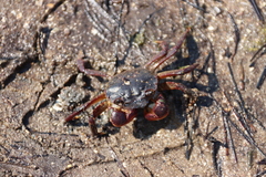 Paragrapsus laevis