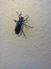 Strongylium auratum